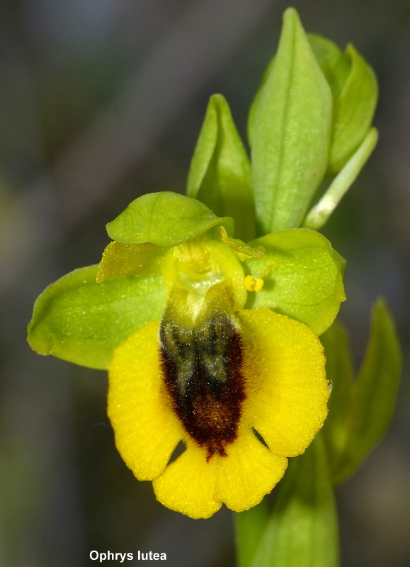 Andalusia: le orchidee e Grandi Pietre  marzo-aprile 2023.